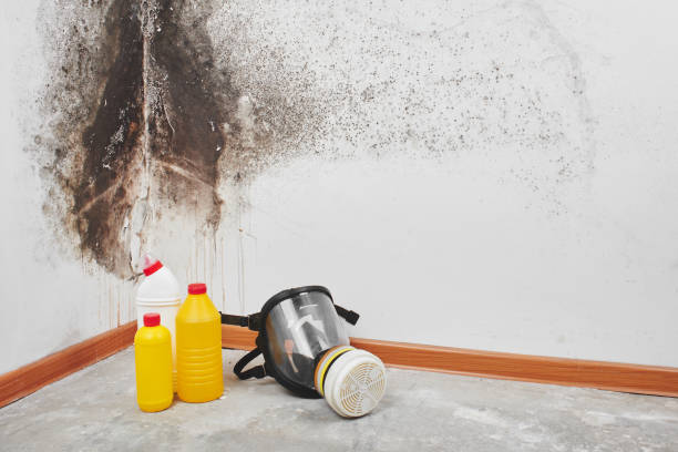 Best Office Mold Removal Services  in Evans, GA