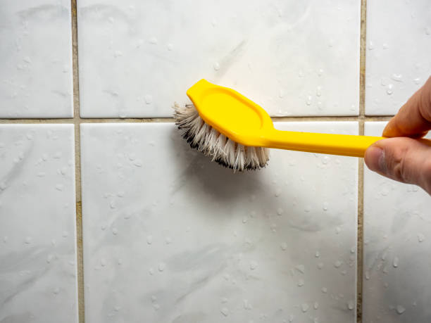 Best Attic Mold Removal  in Evans, GA