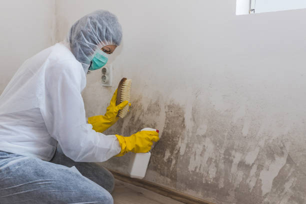 Best Home Mold Removal  in Evans, GA