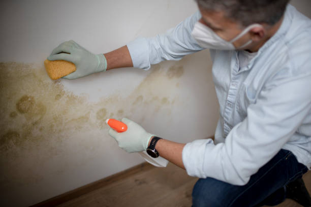 Best Best Mold Removal Companies  in Evans, GA