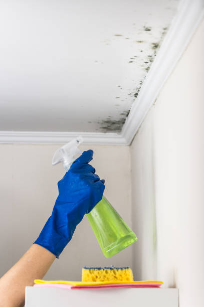 Best Same-Day Mold Removal  in Evans, GA