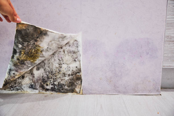 Best Emergency Mold Removal  in Evans, GA